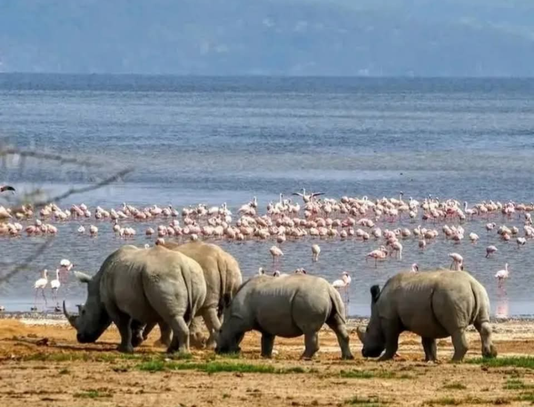 5 Days Lake Nakuru & Maasai Mara Private Safari
