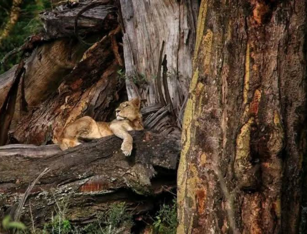 5 Days Lake Nakuru & Maasai Mara Private Safari