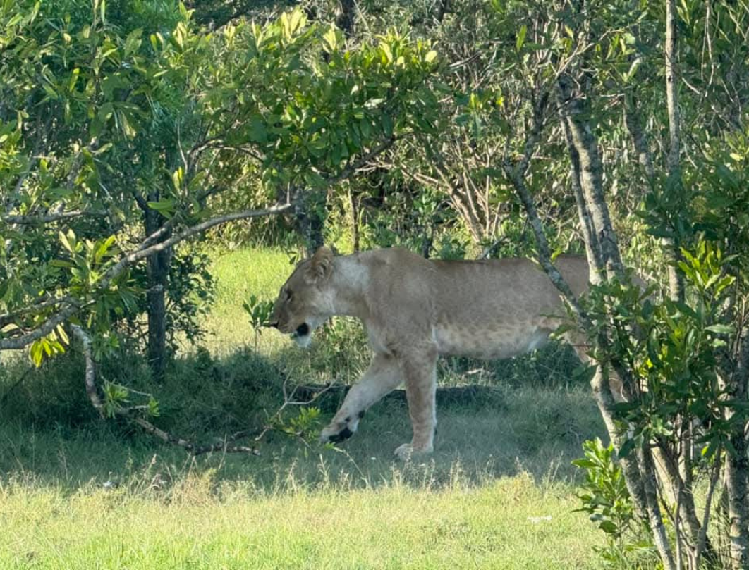 Nashulai Conservancy Walking Safari