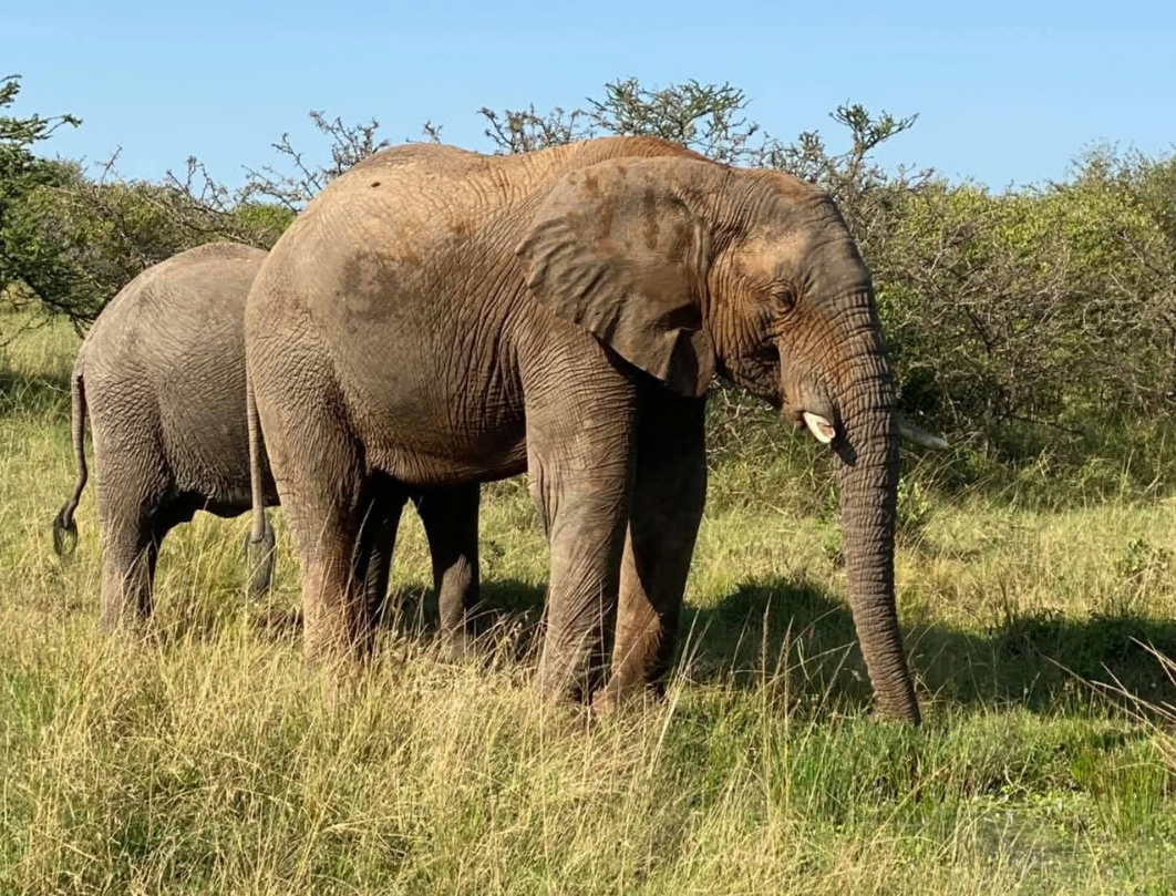 Nashulai Conservancy Walking Safari