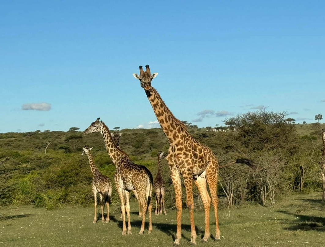 Nashulai Conservancy Walking Safari