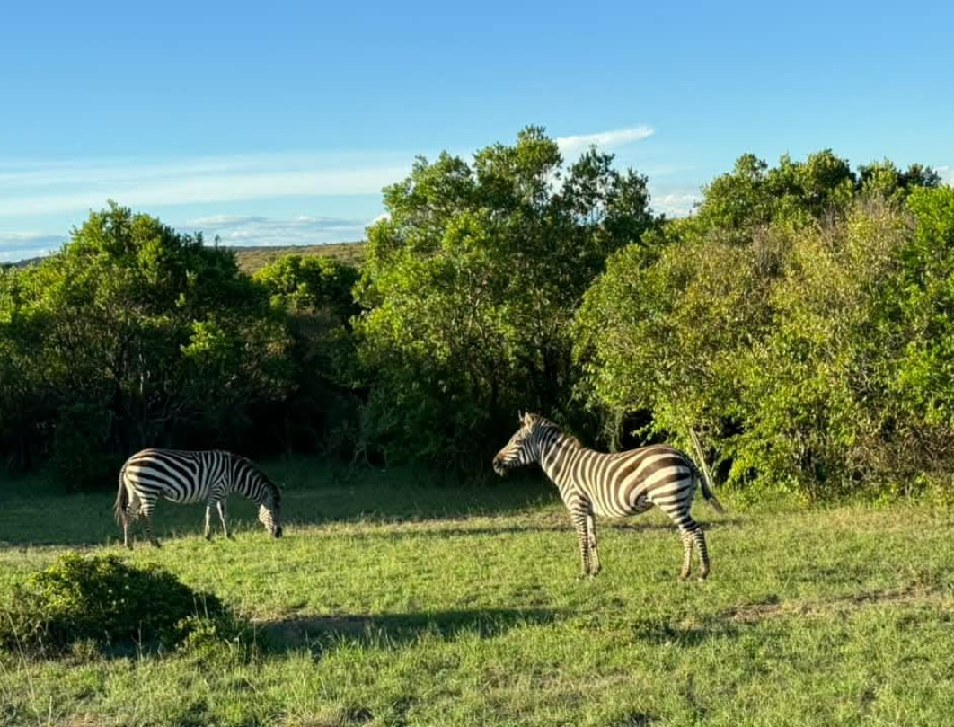Nashulai Conservancy Walking Safari