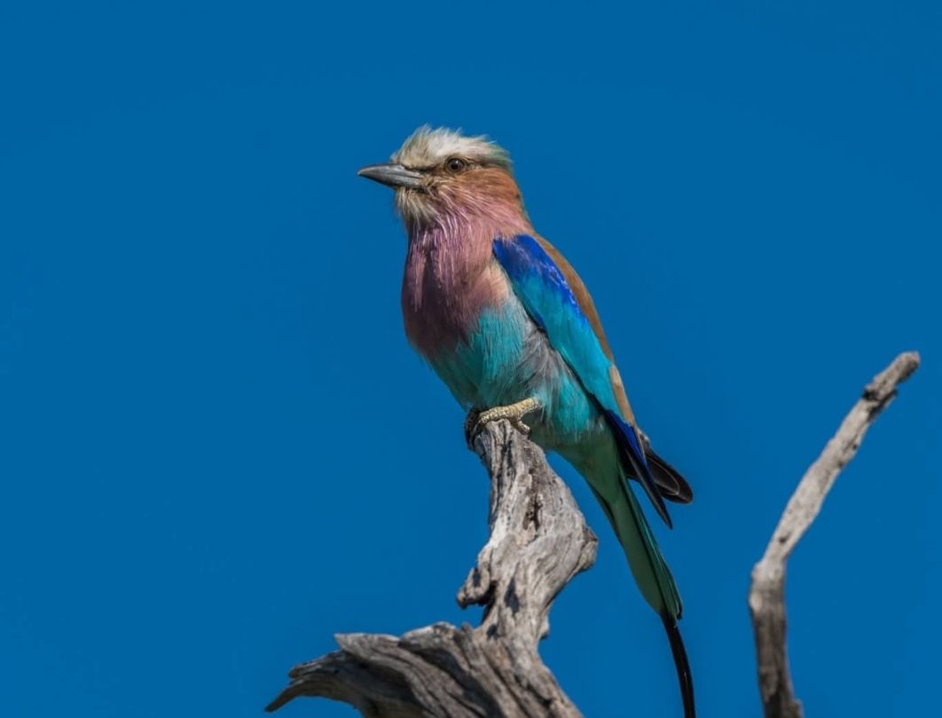 Nairobi Birdwatching Safari 