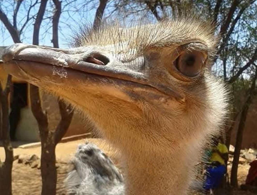 Nairobi Birdwatching Safari 