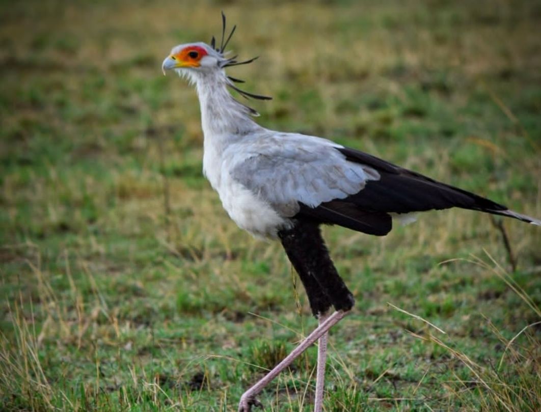 Nairobi Birdwatching Safari 