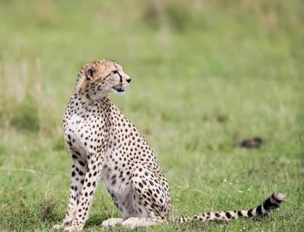 Romantic Maasai Mara Honeymoon