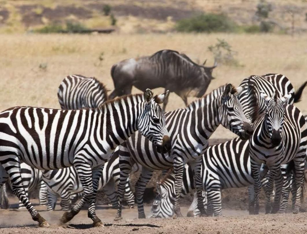 Romantic Maasai Mara Honeymoon