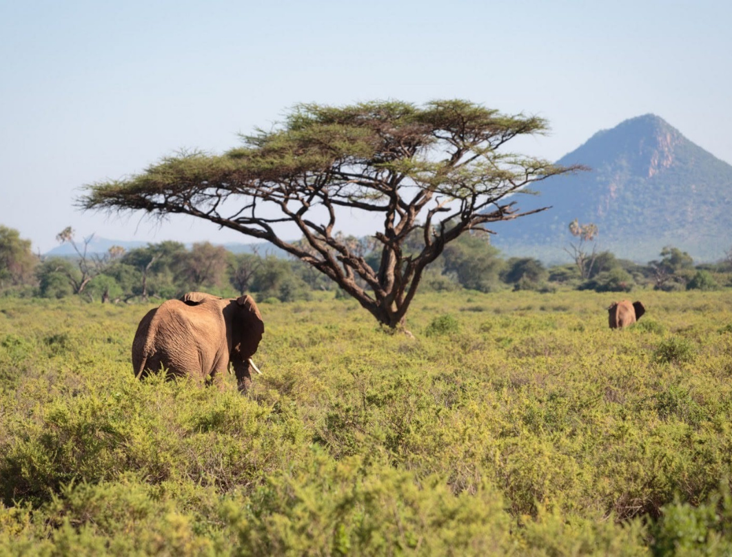 3 Days Samburu Flying Safari
