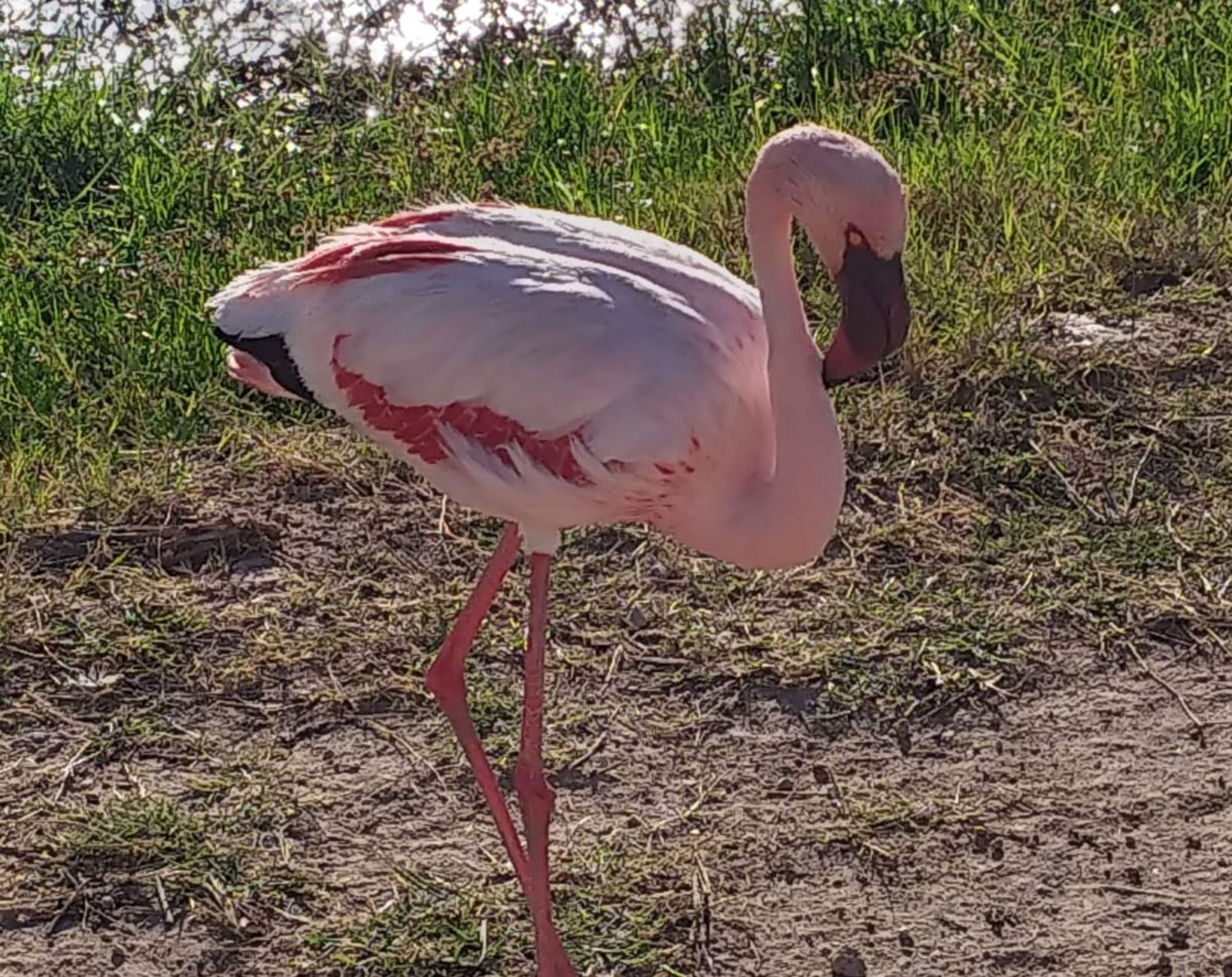 8 Days Southern Kenya & Coastal Bird Watching Safari