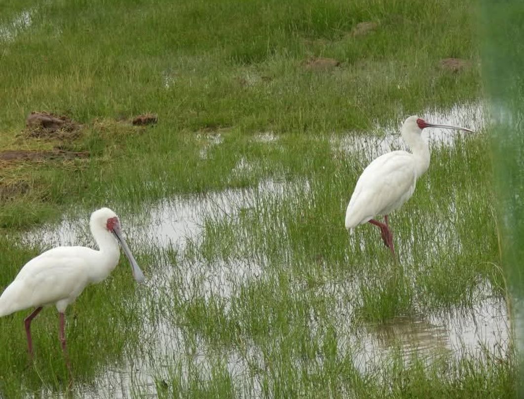 8 Days Southern Kenya & Coastal Bird Watching Safari
