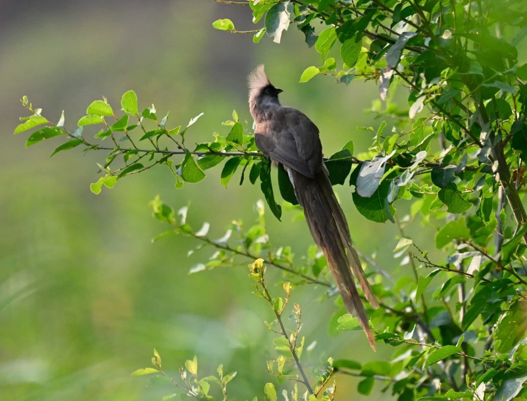 8 Days Southern Kenya & Coastal Bird Watching Safari