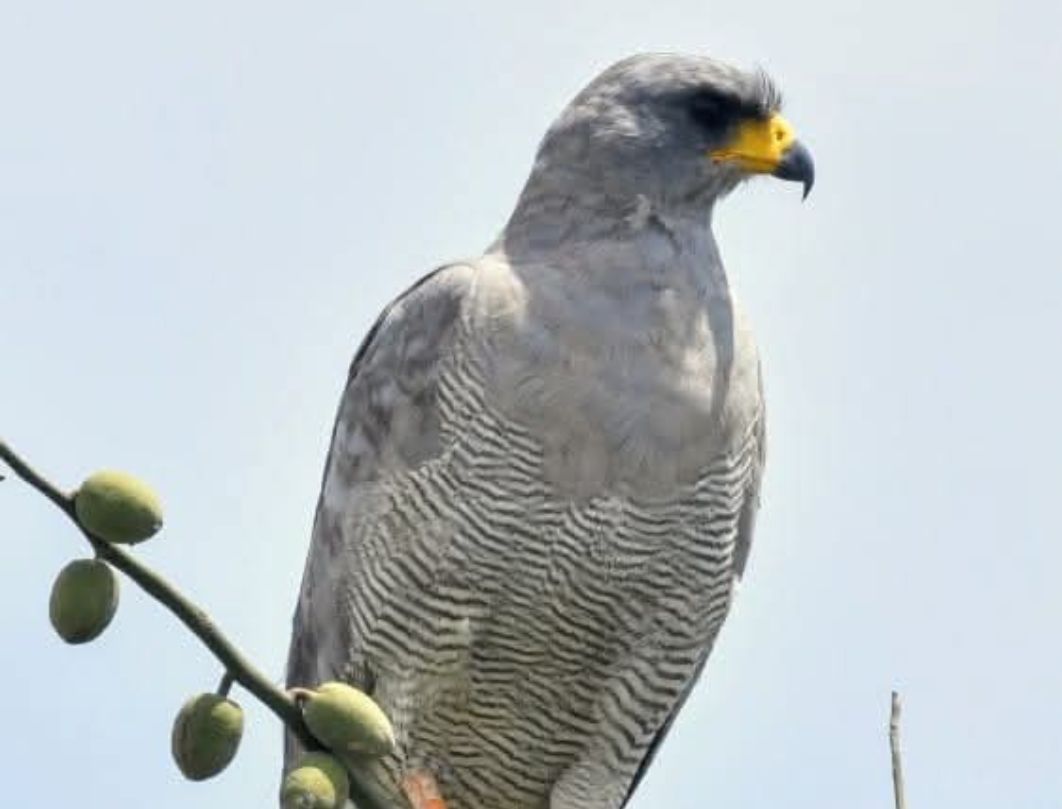 8 Days Southern Kenya & Coastal Bird Watching Safari