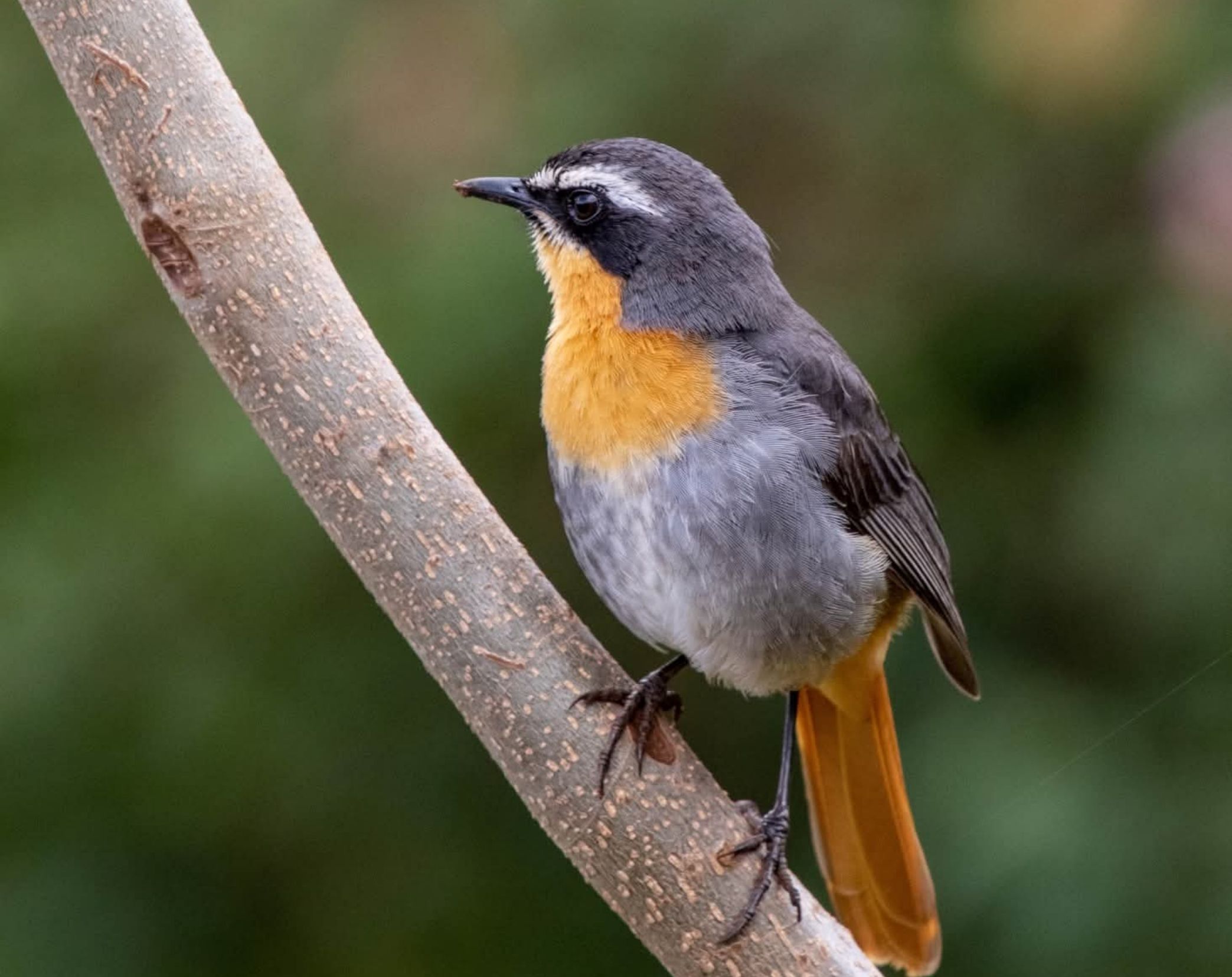 8 Days Southern Kenya & Coastal Bird Watching Safari