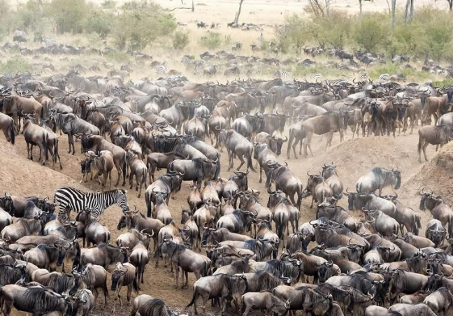 Jinja Adventure Safari