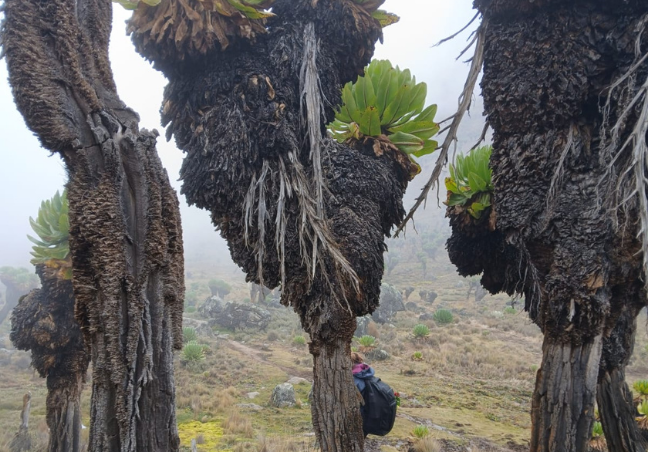 Chogoria Route Mt Kenya