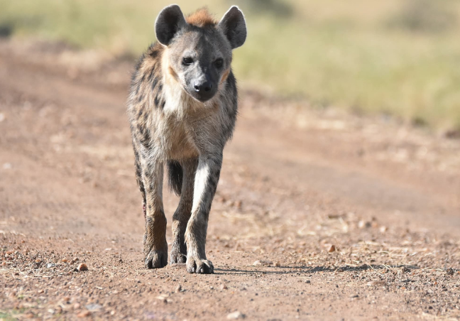 12 Days Kenya Photography Safari