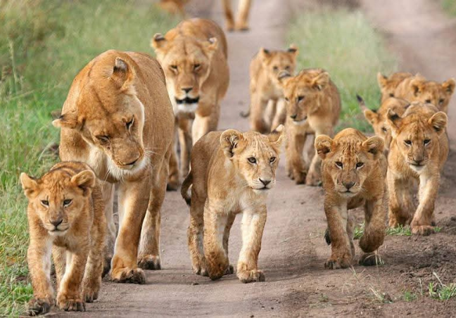 5 Days Maasai Mara Photography Safari