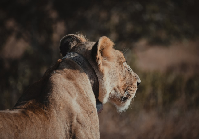 5 Days Samburu Photography Safari