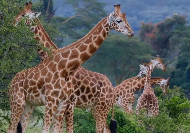  6 Days Great Lakes Photography Safari