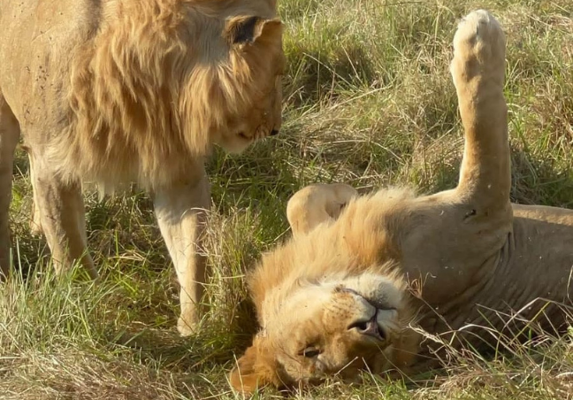 6 Days Maasai Mara,Lake Nakuru & Amboseli Photography Safari