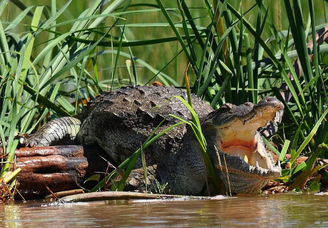 7 Days Shutter & Savannah Photography Safari