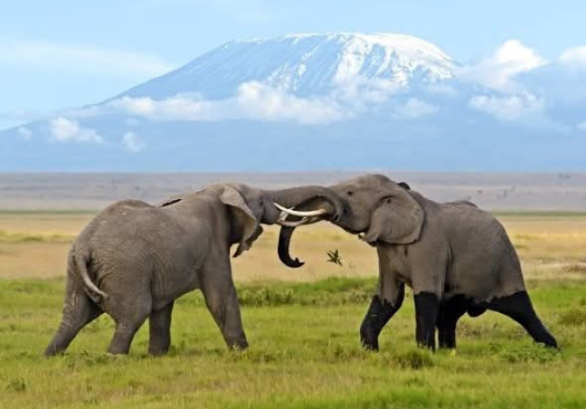 Amboseli National Park Private Safari