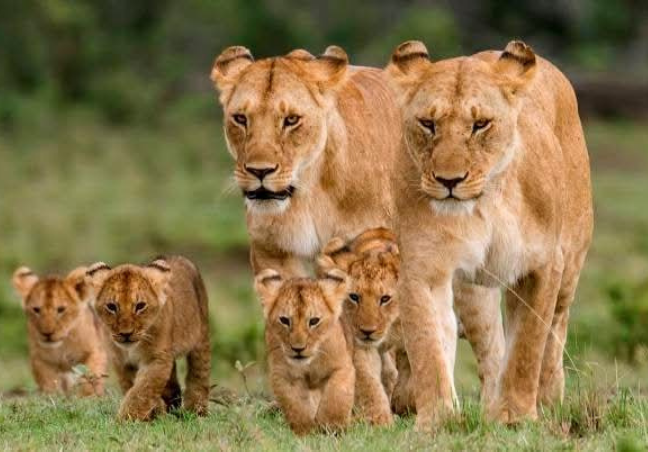 Maasai Mara Private Safari