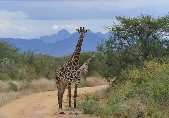 5 Days Private Safari Amboseli & Tsavo West