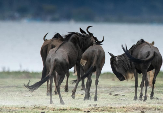 6 Days Amboseli,Naivasha,Maasai Mara Private Safari