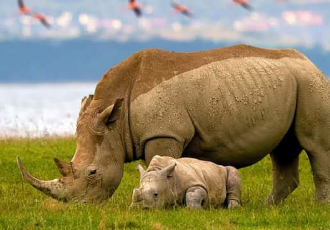 8 Days Maasai Mara,Great Lakes & Amboseli Private Safari