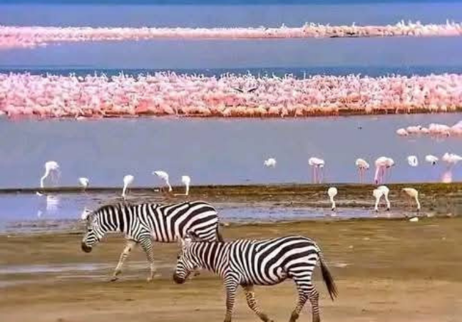 9 Days Maasai Mara,Great Lakes & Amboseli Private Safari
