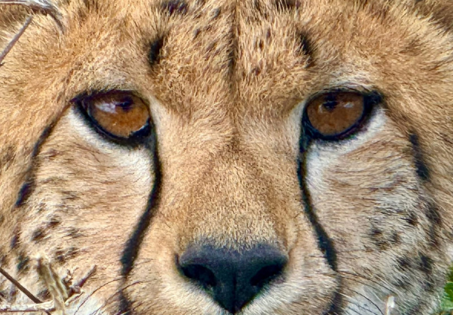 14 Days Tanzania Luxury Safari