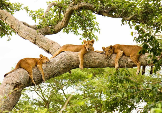 The Ultimate Uganda Safari Experience