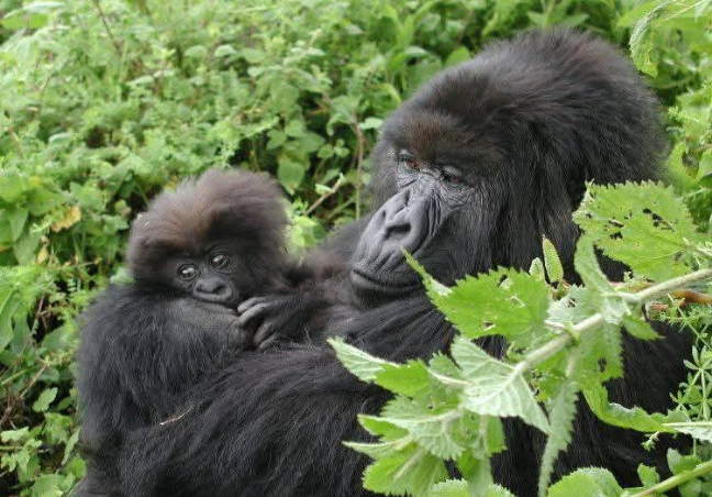 Gorilla Trekking Safari