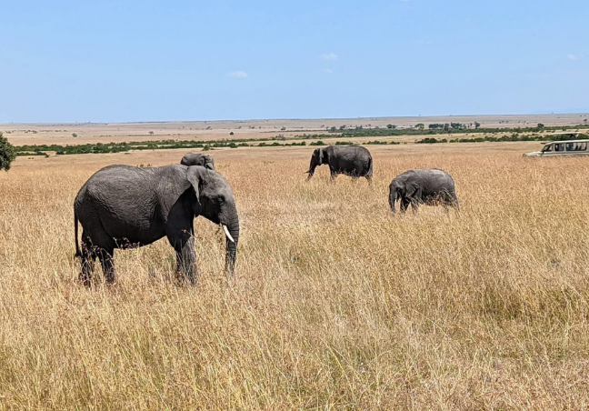 Nashulai Conservancy Walking Safari