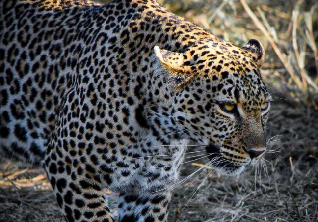Footsteps In The Wild Walking Safari