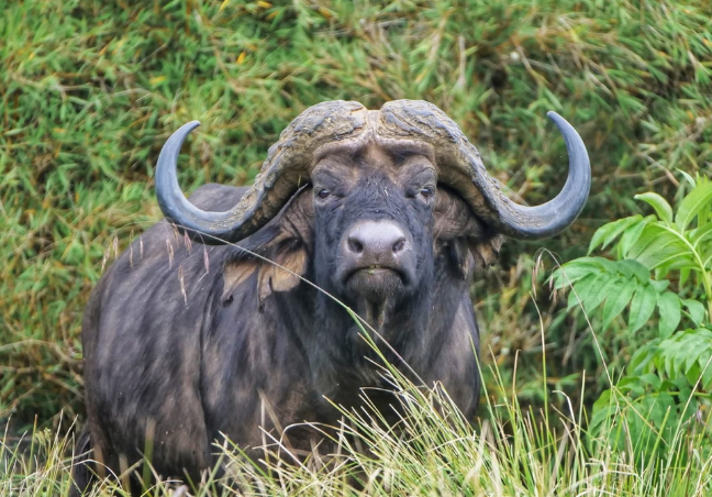 Nairobi Aberdares Walking Safari