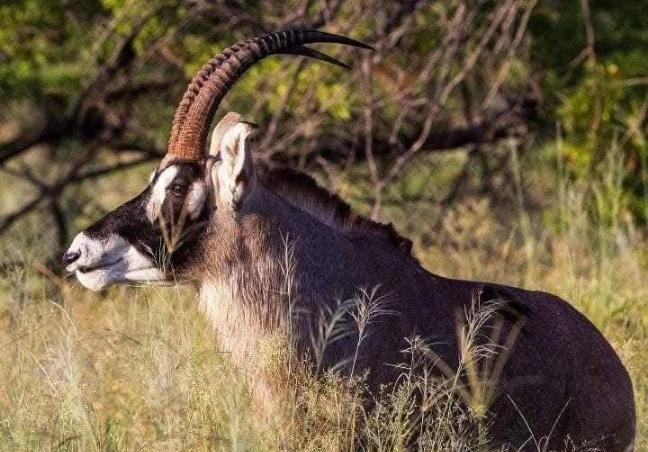 Western Kenya Walking Safari